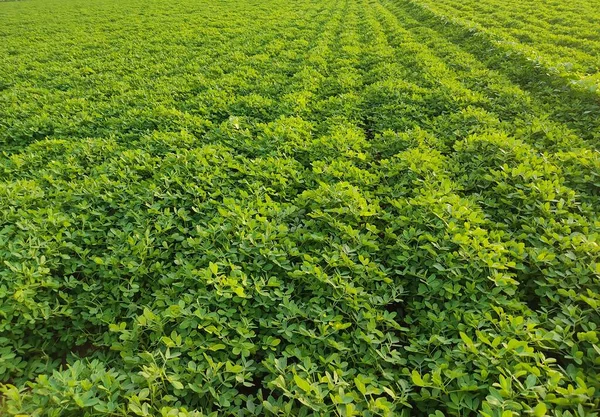 Jordnötter Gård Jordnötsfält Jordnötsträd Jordnötter Plantage Fält Jordbruksmark Indien Bakgrund — Stockfoto