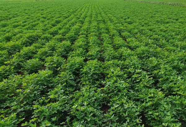 Jordnötter Gård Jordnötsfält Jordnötsträd Jordnötter Plantage Fält Jordbruksmark Indien Bakgrund — Stockfoto