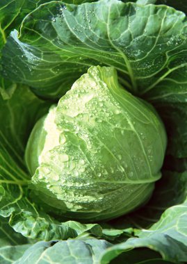 Bahçedeki büyük lahananın yumuşak odağı