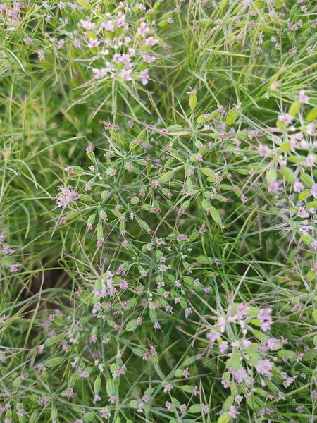 Draufsicht Auf Grüne Pflanzen Mit Hellvioletten Blüten Einem Feld Für — Stockfoto