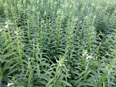 Susam tohumu çiftliği, yeşil tarlalarda yetişen susam mahsulleri Till, Flowers, Susam bitkisinin büyümesi.