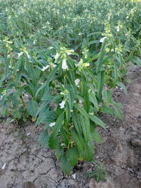 Tarladaki ağaçta susam tohumu çiçeği, petrol zengini tohumları için yetiştirilmiş tropikal ve subtropikal alanların uzun yıllık bitkisi Susam çiçeği.