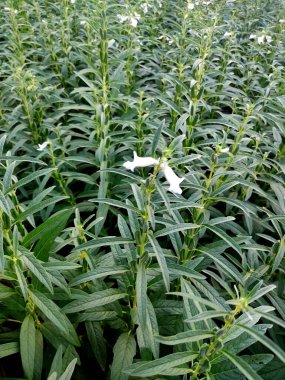 Yazın susam açılır