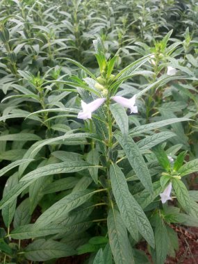 Susam tohumu çiftliği, yeşil tarlalarda yetişen susam mahsulleri Till, Flowers, Susam bitkisinin büyümesi.