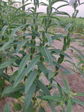 Yeşil tarlalarda yetişen susam mahsulleri
