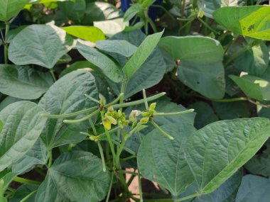 Mung fasulyesi tarlaları, Mung fasülyesi yeşil kabukları (Vigna radiata) ve mung fasulyesi yaprakları tarla sapında yakın tarlalar