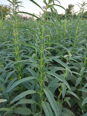 Organik çiftlikteki ağaçta çiçekli susam meyvesi. İyi bir yaşam tarzı için ev yapımı organik bitkiler.