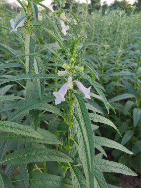 Organik çiftlikteki ağaçta çiçekli susam meyvesi. İyi bir yaşam tarzı için ev yapımı organik bitkiler.
