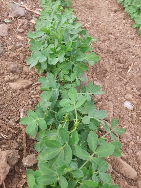 Fıstık tarlası, Fıstık tarlası, Fıstık Ağacı, Fıstık tarlası