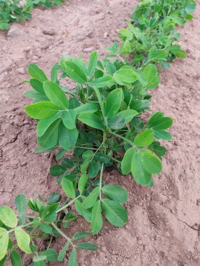 Fıstık tarlası, Fıstık tarlası, Fıstık Ağacı, Fıstık tarlası