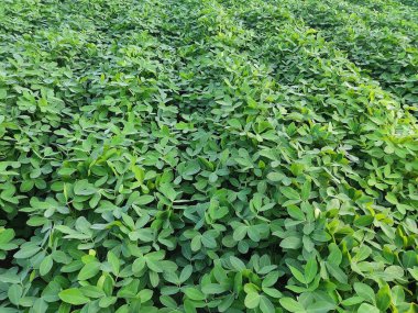 Fıstık tarlaları, ağaç çalıları ve arkasında bulutlu mavi bir gökyüzü.