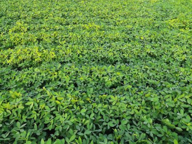 Parlak yeşil fıstık yapraklarının arka planını kapat. Fıstık yetiştirmek için yer fıstığı tohumu yetiştiriyorum. Yoğun yeşil yapraklar. Doğal arkaplan tazeleniyor.