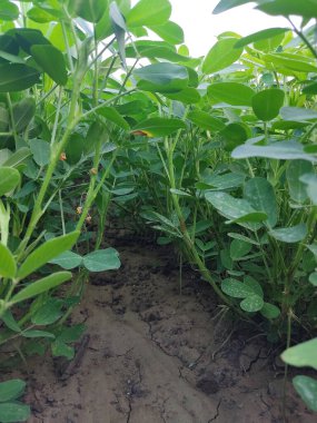 Fıstık tarlaları, ağaç çalıları ve arkasında bulutlu mavi bir gökyüzü.