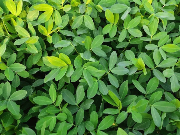 Close Achtergrond Van Helder Groene Pinda Bladeren Grondnotenzaden Kweken Voor — Stockfoto