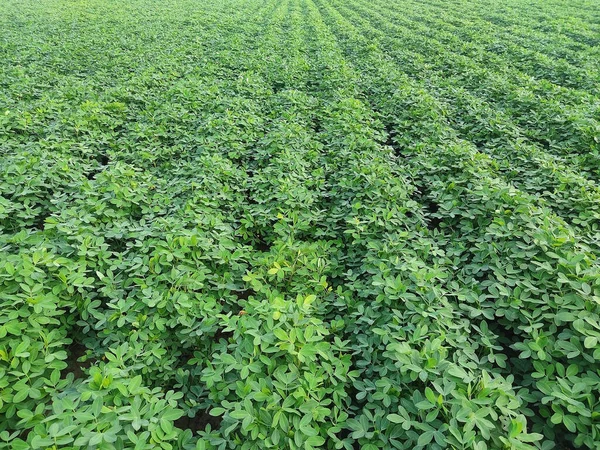 peanuts farm, Organic Farm Land Crops In India multiple layers of mountains add to this organic and fertile farm land in India, Peanut Field, Peanut tree, Peanut plantation fields