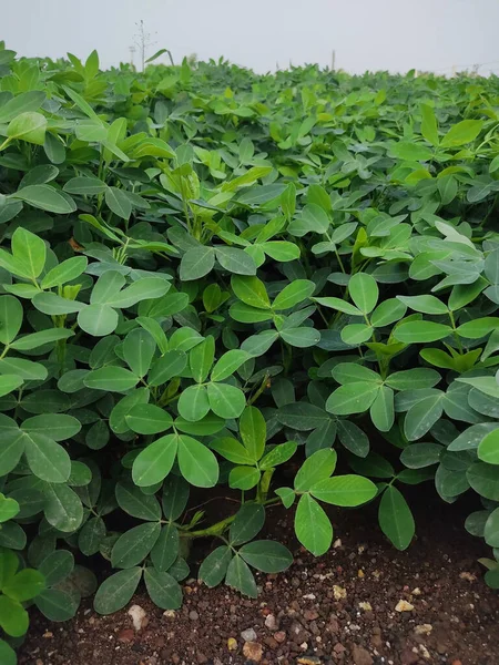 Campos Plantação Amendoim Com Arbusto Árvore Céu Azul Nublado Fundo — Fotografia de Stock