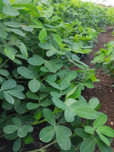 Parlak yeşil fıstık yapraklarının arka planını kapat. Fıstık yetiştirmek için yer fıstığı tohumu yetiştiriyorum. Yoğun yeşil yapraklar. Doğal arkaplan tazeleniyor.