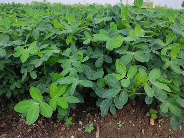 Fazenda Amendoins Cultivos Agrícolas Orgânicos Índia Várias Camadas Montanhas Adicionam — Fotografia de Stock