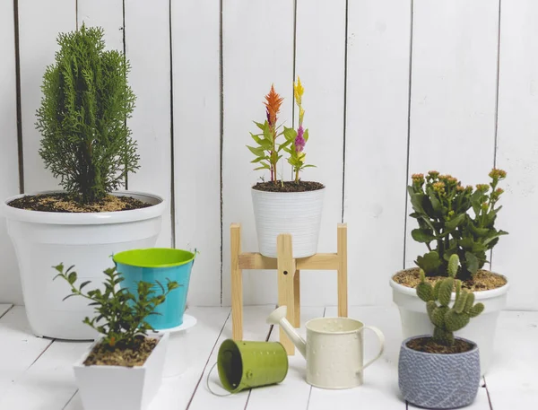 Çeşit çeşit ve çeşitli boyutlarda saksılar. Beyaz tahta arkaplan.