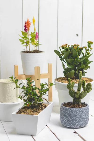 Çeşit çeşit ve çeşitli boyutlarda saksılar. Beyaz tahta arkaplan.