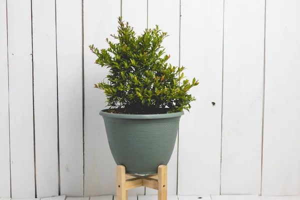 Pots Plants Various Sizes Varieties White Wooden Background — Stock Photo, Image