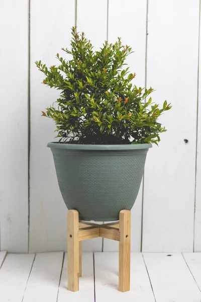 Çeşit çeşit ve çeşitli boyutlarda saksılar. Beyaz tahta arkaplan.