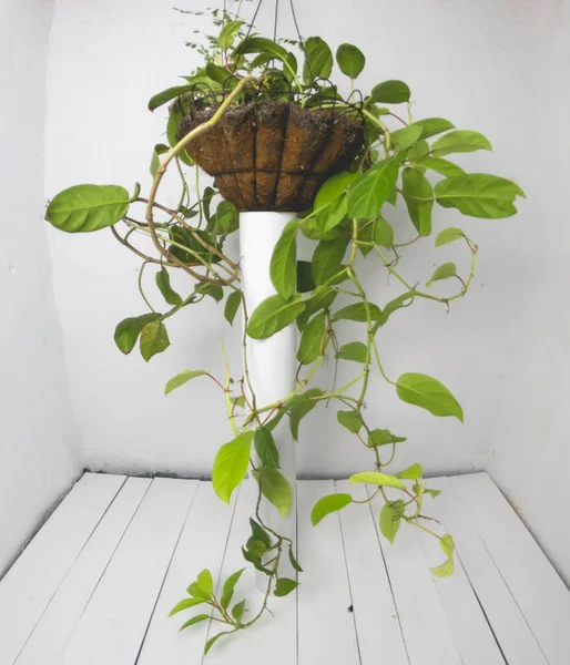 Pots Plants Various Sizes Varieties White Wooden Background — Stock Photo, Image