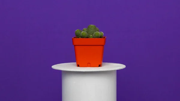 Kaktus Dalam Pot Merah Dengan Latar Belakang Fuchsia — Stok Foto