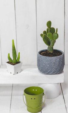 Bitkileri, kaktüsleri, kovaları ve boyalı ahşap bir arka planı olan bir evin içi..