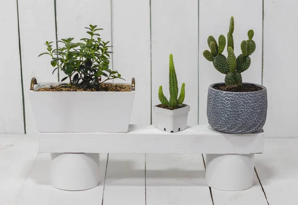 Bitkileri, kaktüsleri, kovaları ve boyalı ahşap bir arka planı olan bir evin içi..