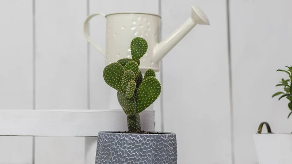 Image Intérieur Une Maison Avec Des Plantes Cactus Seaux Arrosoir — Photo