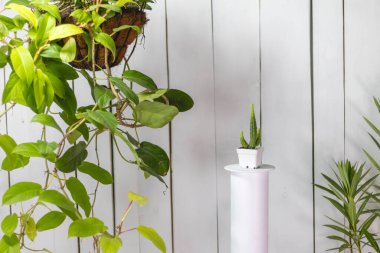 Zemine çeşitli boyutlarda saksı ve sallanan bitkiler ve beyaz boyalı ahşap arka plan. Çeşitli renklerde kaktüs.