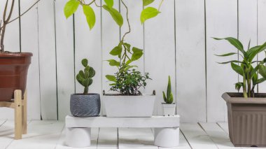 Zemine çeşitli boyutlarda saksı ve sallanan bitkiler ve beyaz boyalı ahşap arka plan. Çeşitli renklerde kaktüs.