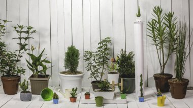 Çeşitli boyutlarda ve çeşitlerde bitki saksıları panoramik. Beyaz tahta arkaplan