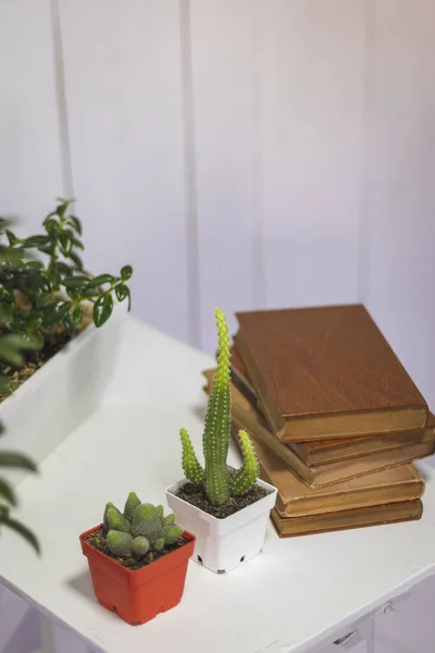 Tanaman Dan Kaktus Meja Dengan Buku Dengan Latar Belakang Putih — Stok Foto