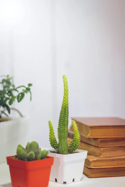 Bitkiler ve kaktüsler beyaz arka planda kitaplarla dolu bir masanın üzerinde. iç tasarım.