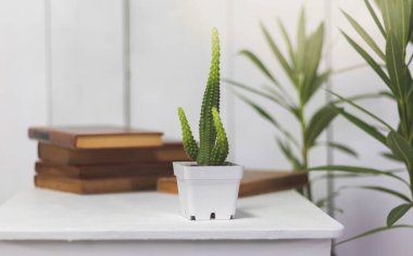 Kaktüs ve bitkiler beyaz arka bahçeli bir ofiste beyaz bir masanın üzerinde..