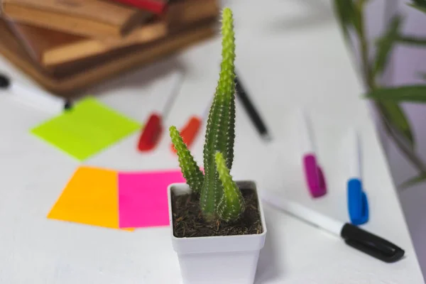 Kaktüs ve bitkiler beyaz arka bahçeli bir ofiste beyaz bir masanın üzerinde..