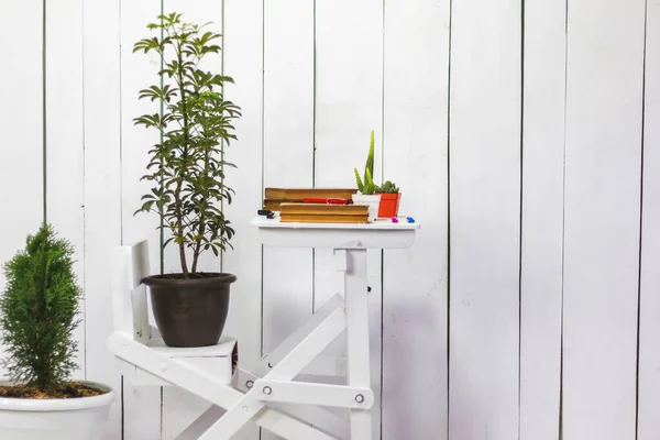 Kaktus Dan Tanaman Meja Putih Kantor Dengan Backgroud Putih — Stok Foto