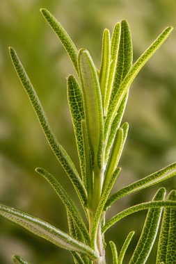 Biberiye yaprakları yakın.