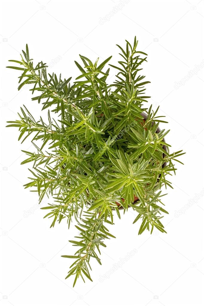 Rosemary plant view from top — Stock Photo © studiof22byricardorocha