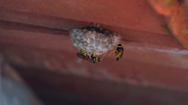 Bir çatı altında eşek arısı yuvası