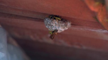 Bir çatı altında eşek arısı yuvası