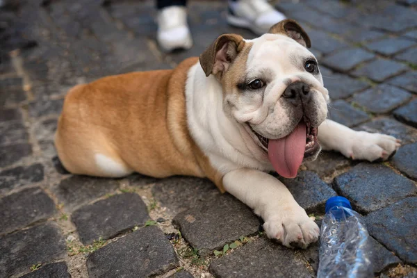 dog lying in the ground french buldogue