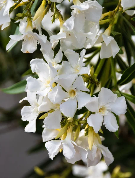 Prachtig Withe Bloem Een Struik — Stockfoto