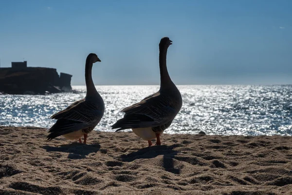 Ganzen Het Zand Van Het Strand Kijken Uit Zee — Stockfoto