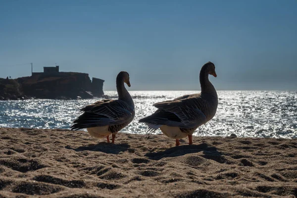 Ganzen Het Zand Van Het Strand Kijken Uit Zee — Stockfoto