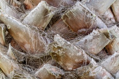 Palmiye ağacı dokusu