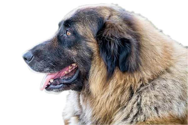 Serra da estrela köpek