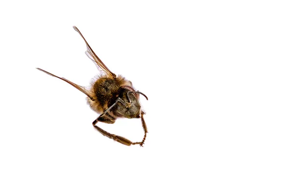 蜂をクローズ アップ — ストック写真